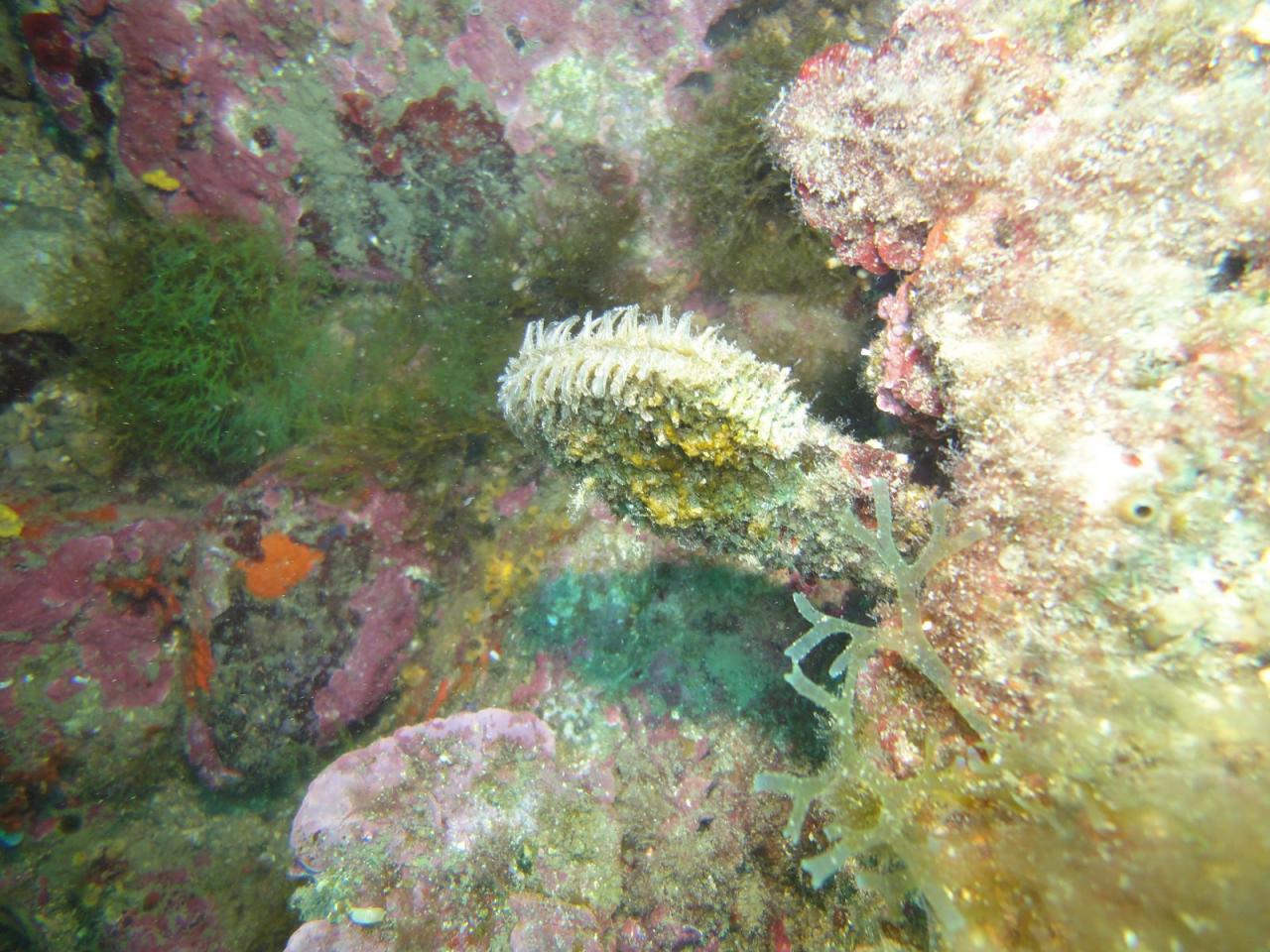 SABBE plongée 2015_05 Escala JB (15)